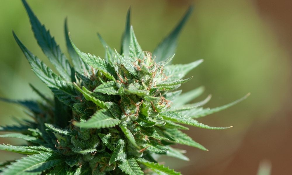 Landrace Cannabis Facts